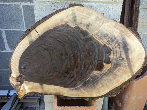 Black walnut wood - black,